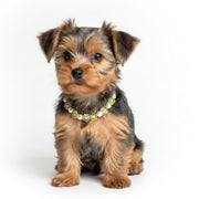 Handmade small dog collar necklace featuring white pearl beads and yellow transparent floral accents