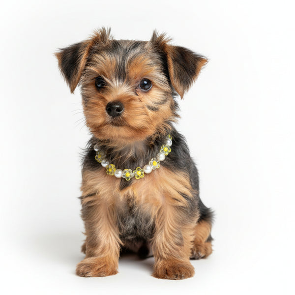 Handmade small dog collar necklace featuring white pearl beads and yellow transparent floral accents