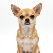 Handmade small dog collar necklace featuring luxury white pearl beads and vibrant yellow transparent floral accents, crafted in Miami