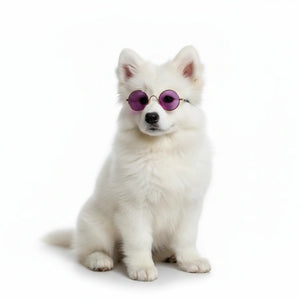 Surprise Style Dog & Cat Sunglasses | Cute Heart & Round Frames for XS Pets
